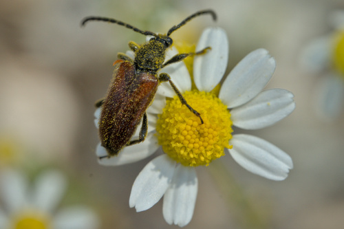 Fairy-ring Longhorn Beetle