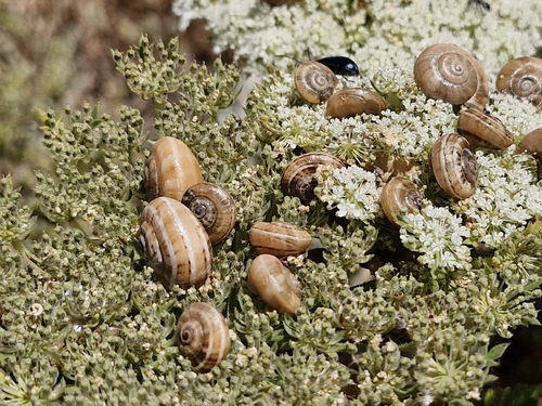 Theba pisana