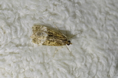 Scoparia minusculalis