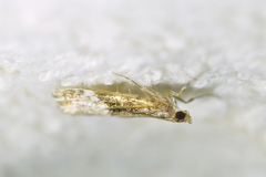 Scoparia minusculalis