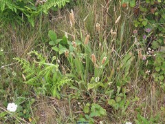 Echium rosulatum