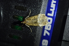 Scoparia minusculalis