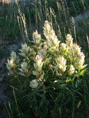 Castilleja lapponica