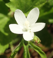 Hibiscus lobatus