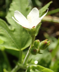 Hibiscus lobatus