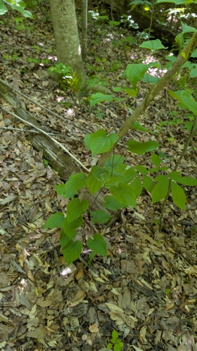 Wild Yam