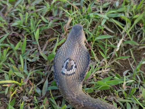 Monocled Cobra