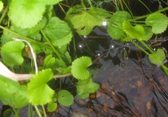 Centella eriantha