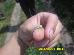 Chlorophanus viridis