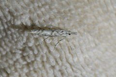 Orocrambus cyclopicus