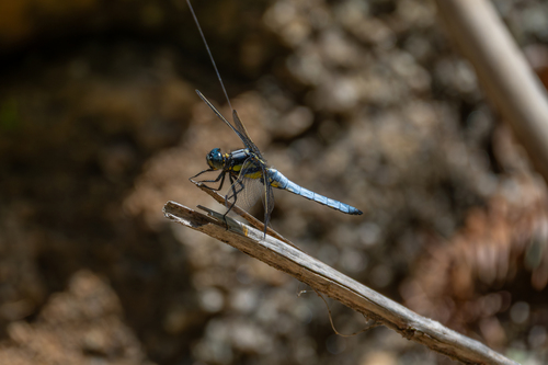 Orthetrum internum