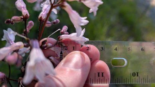 Penstemon deamii, photograph 4