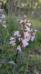 Penstemon deamii, photograph (c) Peyton Phelps, some rights reserved (CC BY)