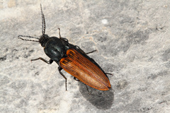 Ctenicera virens