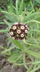 Oxypetalum arnottianum