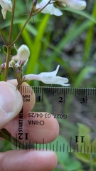 Penstemon deamii, photograph (c) Peyton Phelps, some rights reserved (CC BY)