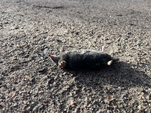 Hairy-tailed Mole observed by hannahdodington