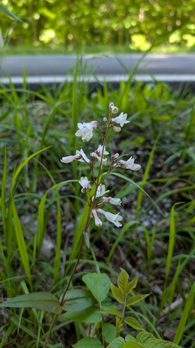 Penstemon deamii, photograph 3