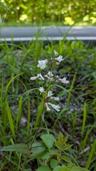Penstemon deamii, photograph (c) Peyton Phelps, some rights reserved (CC BY)