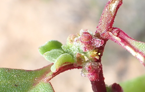 Tetragonia echinata (Tetragonia echinata)