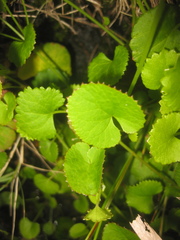 Centella eriantha