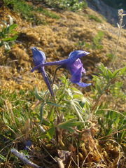 Delphinium middendorffii