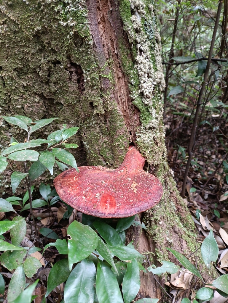 Fistulina hepatica · May 2026 · photo: © niko_ioannidis (iNaturalist, cc-by)