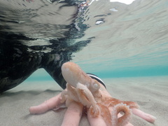 Callistoctopus