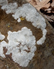 Lecanora oreinoides