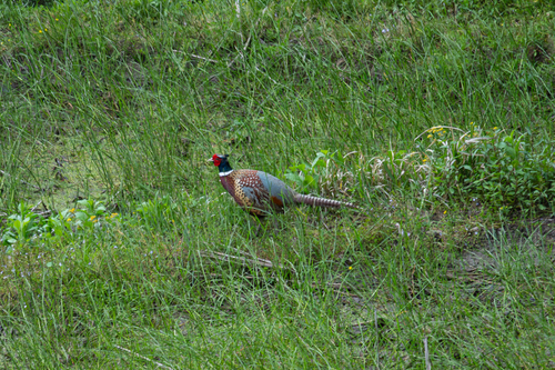 Chinese Ring-necked Pheasant