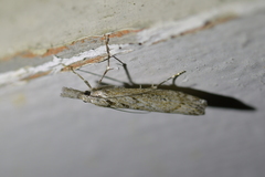 Orocrambus cyclopicus