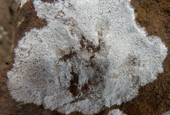Lecanora oreinoides