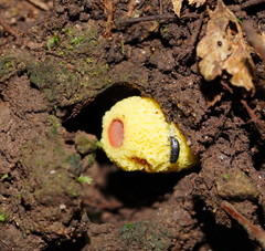 Gymnogaster boletoides