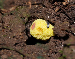 Gymnogaster boletoides