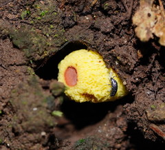 Gymnogaster boletoides