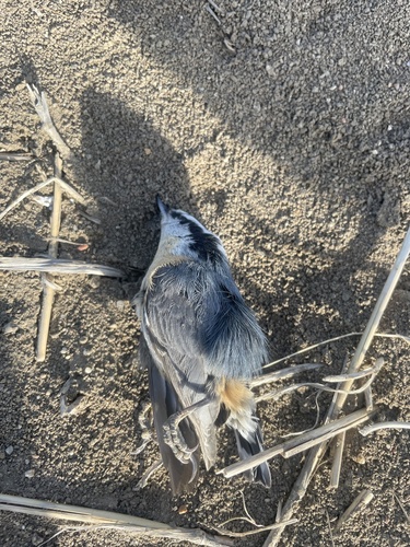 Red-breasted Nuthatch