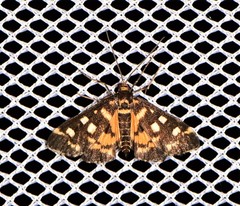 Diathrausta ochreipennis