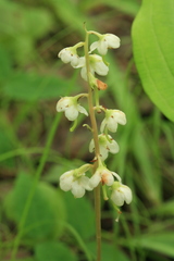 Pyrola dahurica