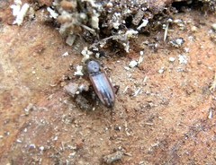 Bothrideres bipunctatus