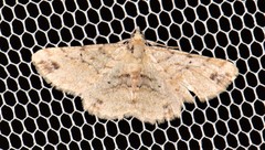 Scioglyptis lithenopa