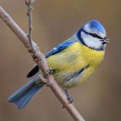 Cyanistes caeruleus