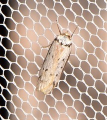 Philobota thiocrossa