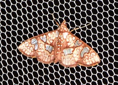 Glyphodes canthusalis
