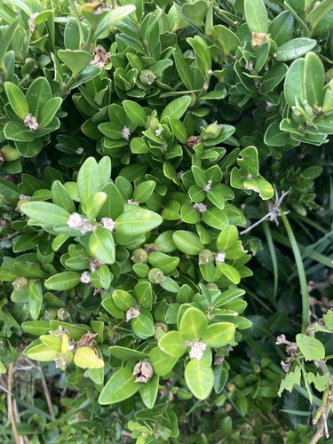 Buxus liukiuensis, 2026-05-08