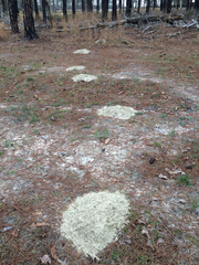Geomys pinetis