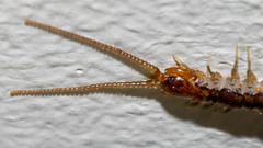 Henicops maculatus