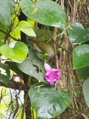 Aethopyga temminckii