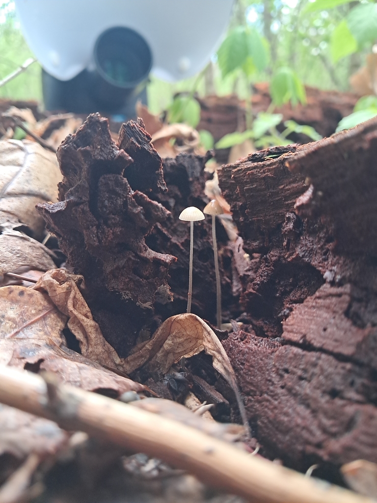Mycena subcaerulea