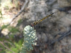 Trithemis dorsalis