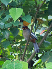 Pterorhinus treacheri